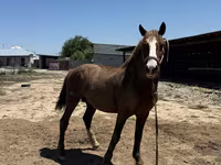 Aygʻir, Kazakh horse — 3-rasm