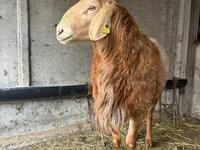 मेढ़ा, Arashan sheep — फ़ोटो 2