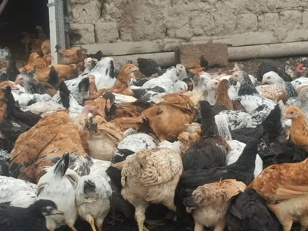 Chickens