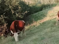 بقرة, Latvian Blue cattle — الصورة 2