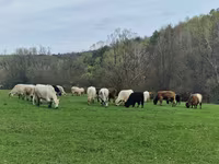 Cow, Galloway cow — photo 2