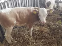 أبقار (دفعة، الجنس غير محدد), Simmental cattle — الصورة 4