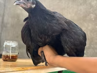 Chickens — 4-сурет
