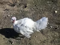 Blanca de pechuga ancha — foto 1