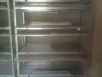 Sənaye tipli quşçuluq qəfəs sistemi - Material: sinklənmiş metal — الصورة 3
