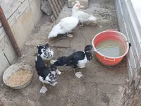 Ducks — Foto 2