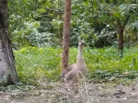कुबान — फ़ोटो 3