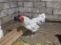 Australorp — Foto 3