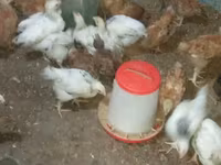 Chickens — फ़ोटो 3