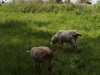 母山羊, Saanen goat — 照片 5