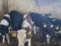 Bovinos (lote, sexo no especificado), Ganado vacuno — foto 2