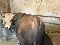 Toro, Ganado vacuno — foto 4