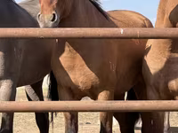 Caballo, Mugalzhar horse — foto 2