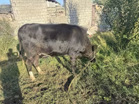 بقرة, الماشية — الصورة 5