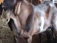 公山羊, Nubian Goat — 照片 3