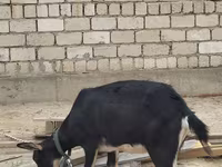 Dişi keçi, Alpine goat — foto 4