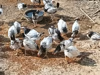 Chickens — foto 2