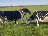 Kuh, Russian Black pied cattle — Foto 2
