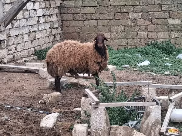Баран, Бараны