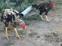 Chickens — 4-rasm