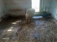 Schaf, Schafe — Foto 2