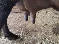 بقرة, الماشية — الصورة 7