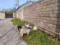 Cabra, Cabras — foto 3