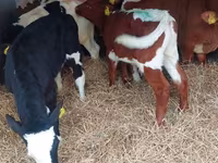 Toro, Simmental cattle — foto 2
