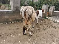 Vaca, Ganado vacuno — foto 6