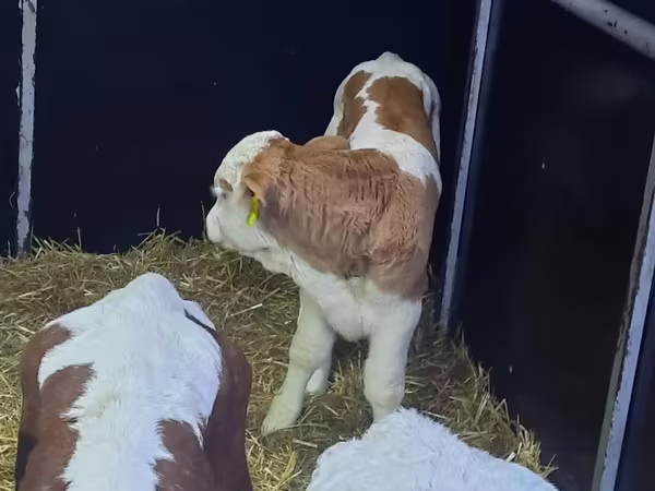 ثور, Simmental cattle