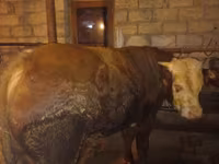 Bovinos (lote, sexo no especificado), Ganado vacuno — foto 3