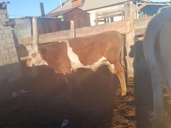 Toro, Simmental cattle