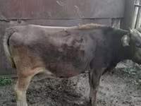 Cow, Cattle — photo 1
