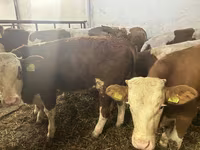ثور, Simmental cattle — الصورة 2