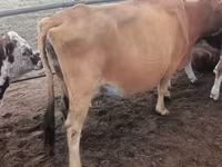 بقرة, Simmental cattle — الصورة 7