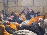 Chickens — 1-сурет