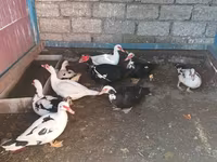 Ducks — 1-сурет