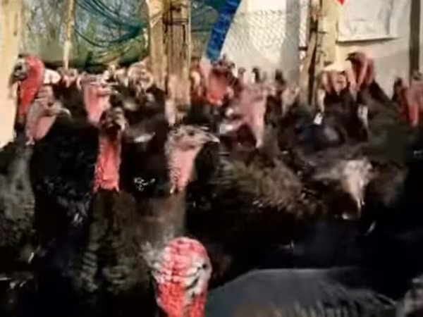 Turkeys