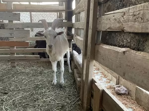 Ziegenbock, Ziegen