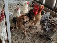 Chickens — foto 3