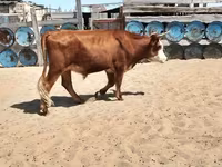 ثور, الماشية — الصورة 4