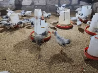 Chickens — Foto 6