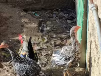 Chickens — photo 3