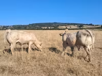 公牛, Cast cow — 照片 8