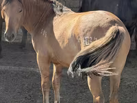Caballo, Mugalzhar horse — foto 4
