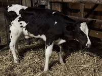 Bulle, Russian Black pied cattle — Foto 2