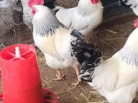 أدلر سيلفر — الصورة 3