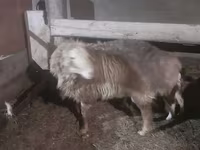Widder, Hissar sheep — Foto 2