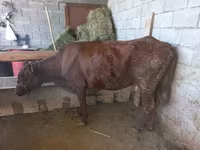 Kuh, Latvian Blue cattle — Foto 6