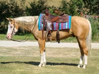 حصان, Palomino — الصورة 6
